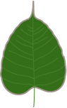 Bodhi leaf