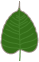 Bodhi leaf