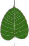 Bodhi leaf